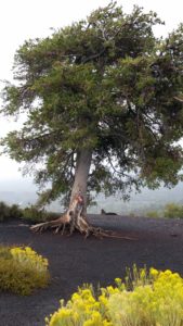 stark color contrast of the lone tree on the cone