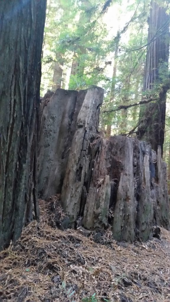 century old stump
