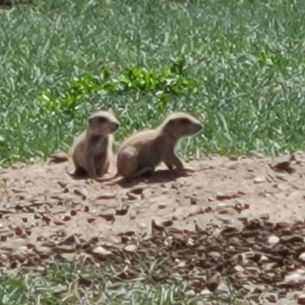 prairie pups